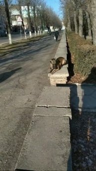 Холли сквер ВЛКСМ