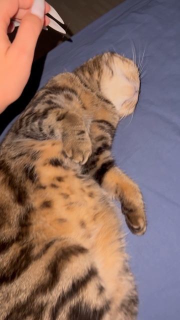 Мило спящая шотландская вислоухая кошечка 🐱