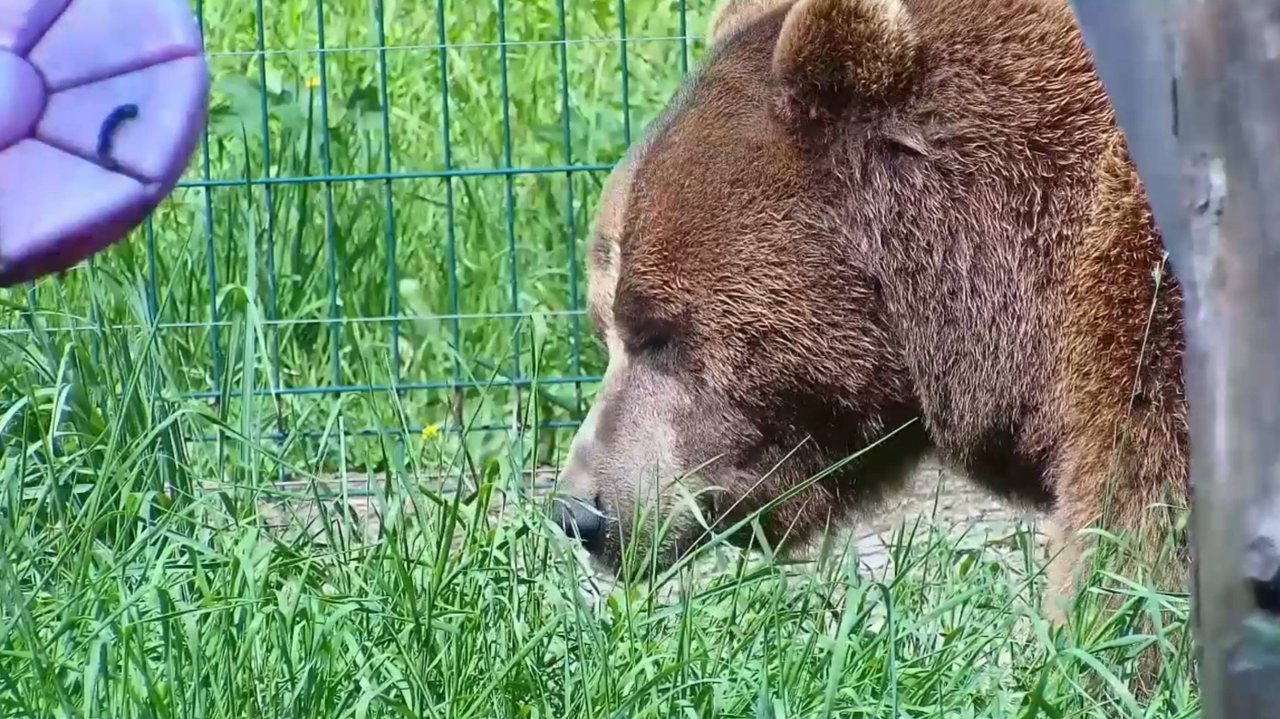 Медведь Мансур кушает траву 🐻🌿