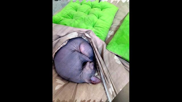 Сфинкс Анфиса в гармонии и спокойствии))
#сфинксвгармонии#самаялучшаякошкасфинкс#люблюсфинкс