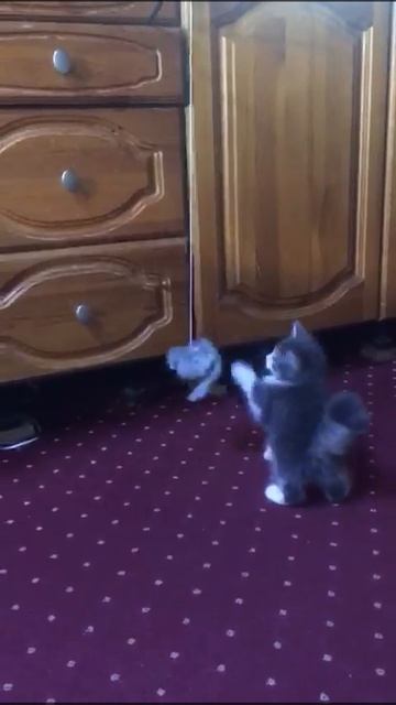 В Д. БАКУРЫ НАЙДЕН КОТЁНОК-МАЛЬЧИК