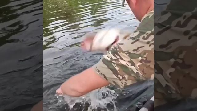 Рыбак поймал огромную щуку и поплатился