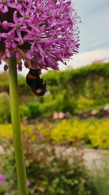 мой цветущий двор