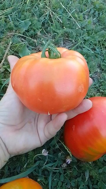 Томат Баба Надя