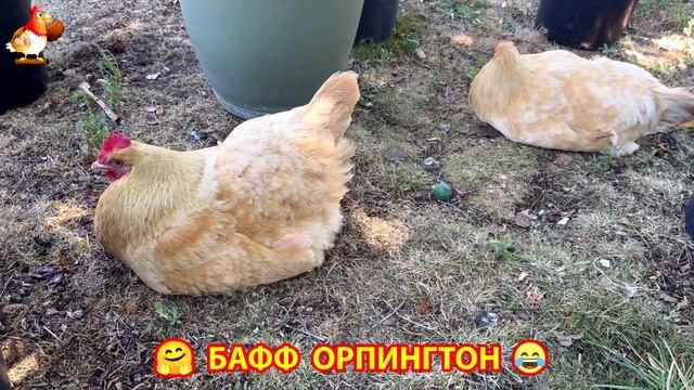 Куры Бафф Орпингтон ласковые золотые несушки❣️🤗😂 (33)