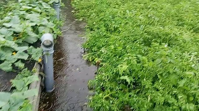 Потоп, огород, Курган 😱