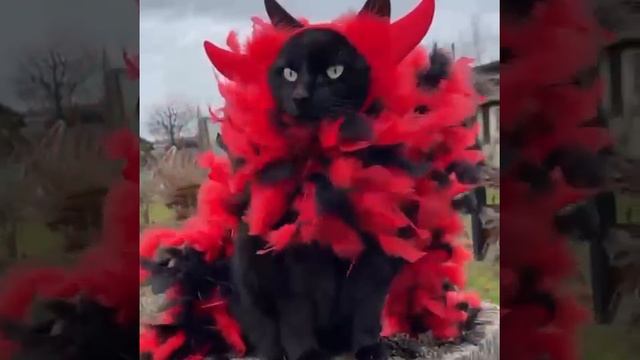 trim.60EABDAB-05DB-438B-850D-EE98DD234D41