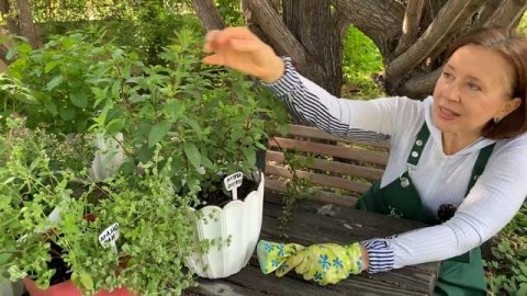 Мята _Шоколад_. Обзор вкуснейшего сорта. Выращиваем дома.