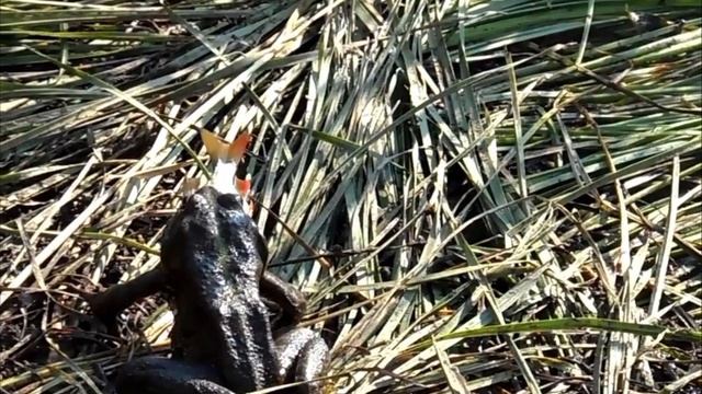 Жаба и рыбка 🐠.mp4