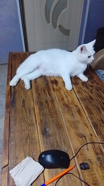 приюту срочно нужна помощь на корм Сбер +79951818305 даже 100 р. поможет 😢🙏🙏🙏🆘🆘🆘
