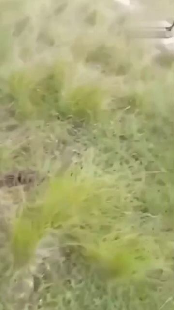 мы и котиками гуляем 🐾😻🐾❤️🐾