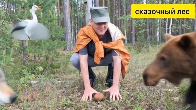 СКАЗОЧНЫЙ ЛЕС