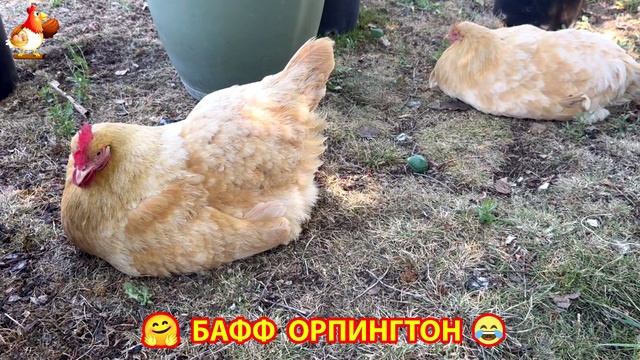Куры Бафф Орпингтон ласковые золотые несушки❣️🤗😂 (34)