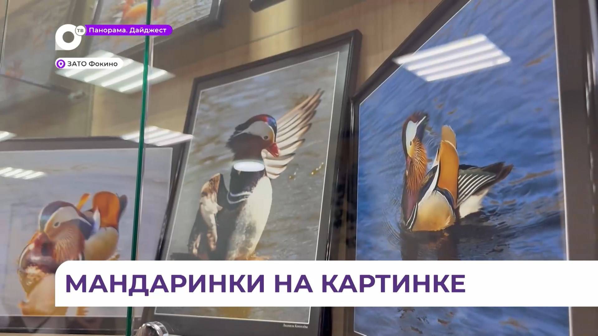 Фотовыставка про уток-мандаринок открылась в Фокино