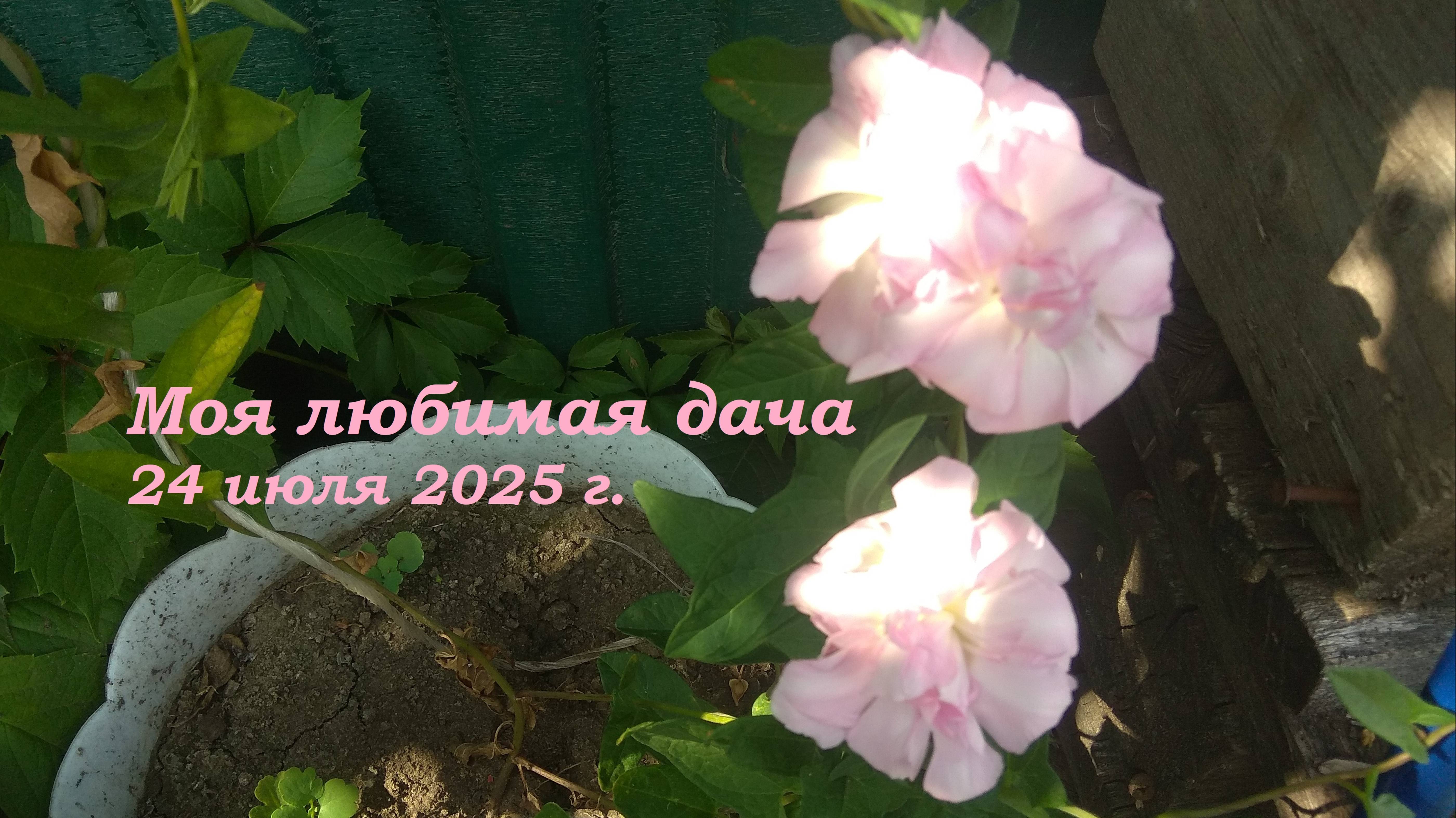 24.07.2025 _ Моя любимая дача