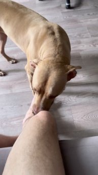 Лечит ногу, питбули чудесные собаки