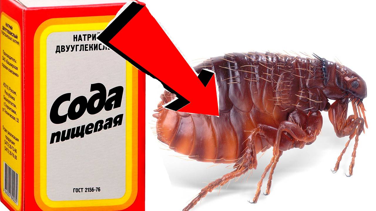 Как избавиться от земляных блох За 3 Миллисекунд!