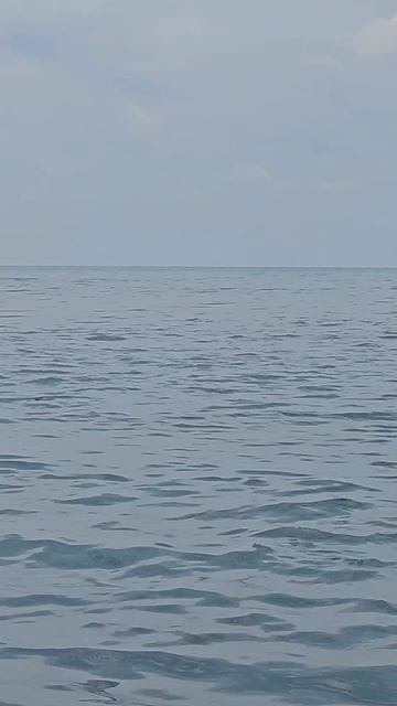 дельфинчики❤️#адлер #сириус #дельфины #море #черноеморе #лето2025 #релакс #дельфинчики #говорят #кра