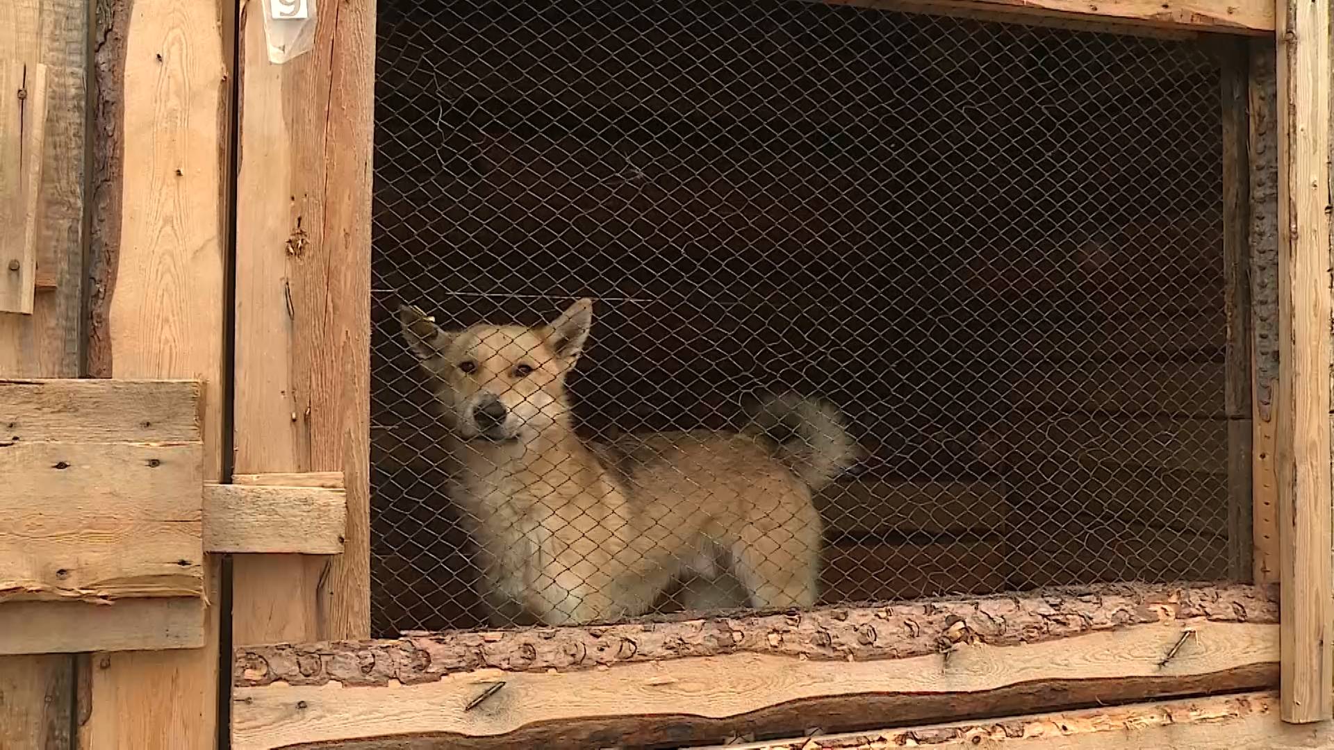 Заслон от бродячих животных. ТК «Первый Советский»