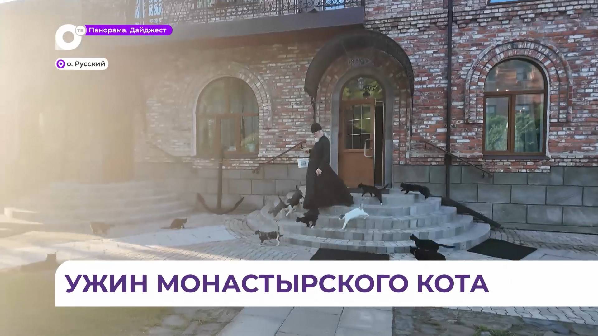 Сытые и довольные коты полноценно служат в Свято-Серафимовском монастыре на Русском острове