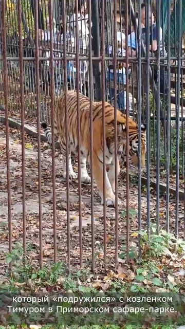 Семья Мяхковых