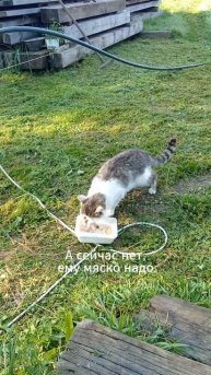 Утренние заботы.