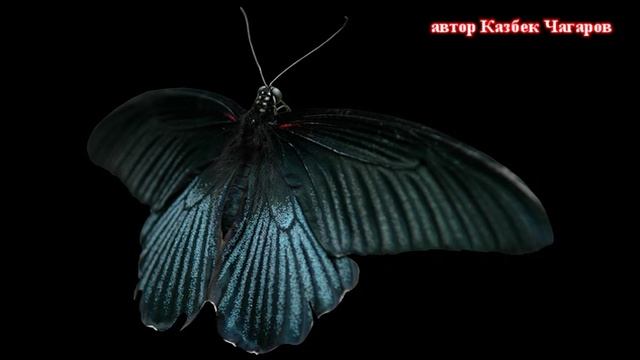 песня ЧЁРНЫЙ МОТЫЛЁК
