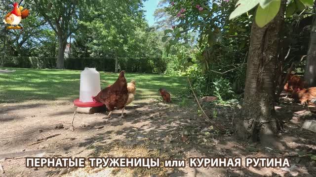 Куры несушки свободного выгула и их обычная куриная рутина – эпизод (555)