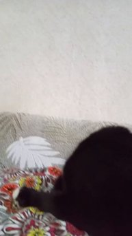 Про Ваську.
Про " шлеп- лапка" спинальника.
Про эвтанащию и жизнь ,если у людей ЕСТЬ ДОБРОЕ СЕРДЦЕ