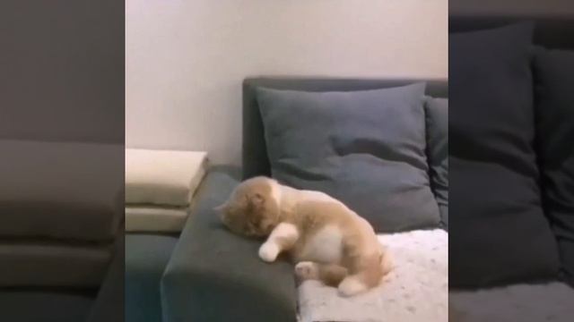 trim.9F5E1241-C0AA-41EE-8F63-99CC0B813A58