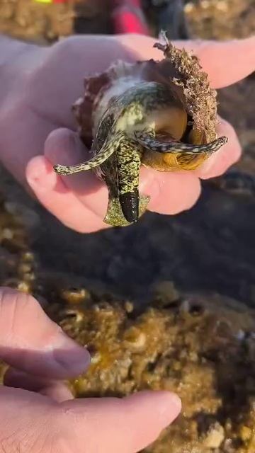 Малюск красного моря