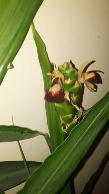 Начал зацветать имбирь ☺️ #деревня #имбирь