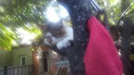 Его Котейшество Зефир, возлежит