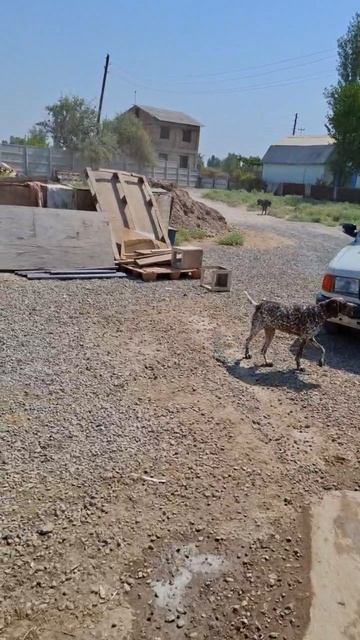 Вы помогаете нам дарить хвостикам не только крышу, но и надежду.