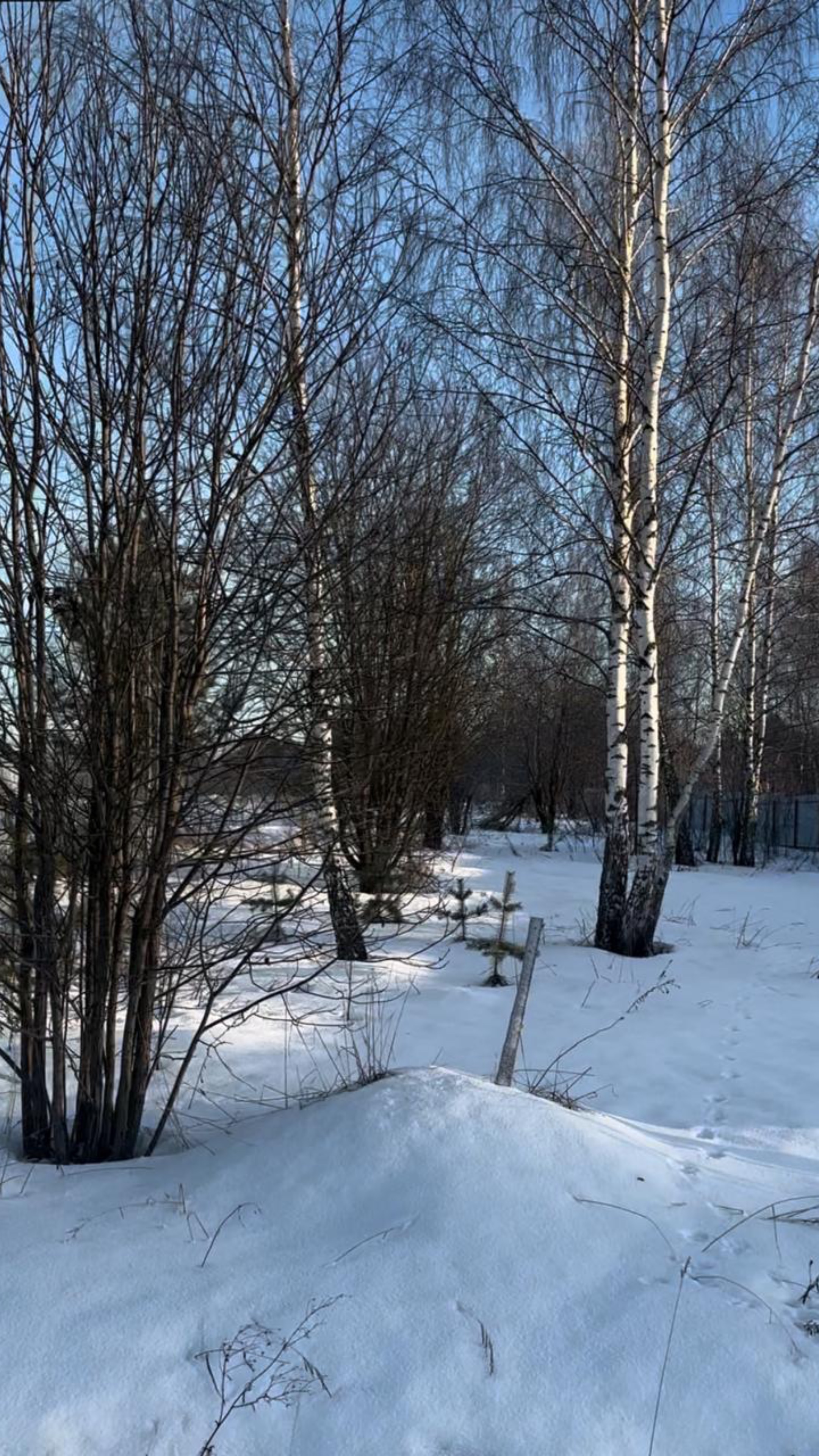 Почему бессовестная мама не хочет выращивать овощи на участке?