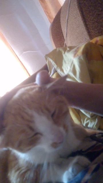 Зайчик=Собачка