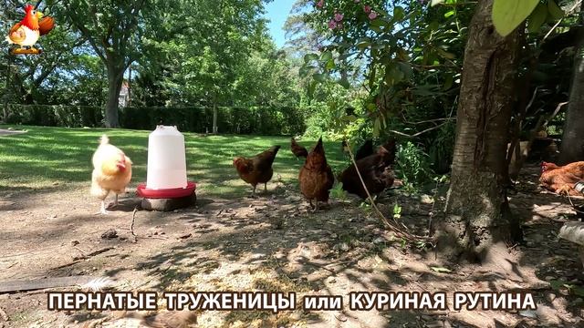 Куры несушки свободного выгула и их обычная куриная рутина – эпизод (557)