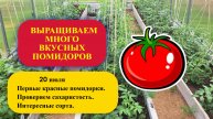 6 часть. 20 июля — Первые красные помидорки проверяю на сахаристость.