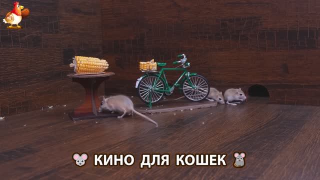 Видео для кошек про крысок развлекать питомцев 🐭🐀😂 (227)