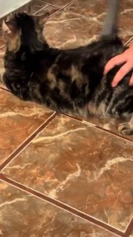 Массаж для кота