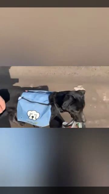 Барин помошник