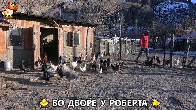 Содержание кур в домашних условиях и других птиц во дворе у Роберта 🐣🐤🦆🐔🪿🦃 (83)