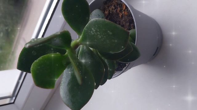 Денежки приносящая