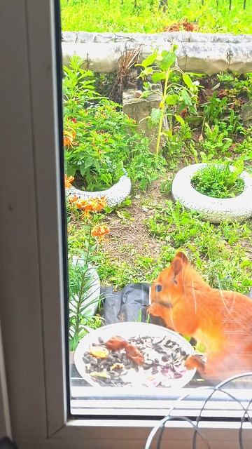 #Омские белочки 25.07.2025г. Агата охотница