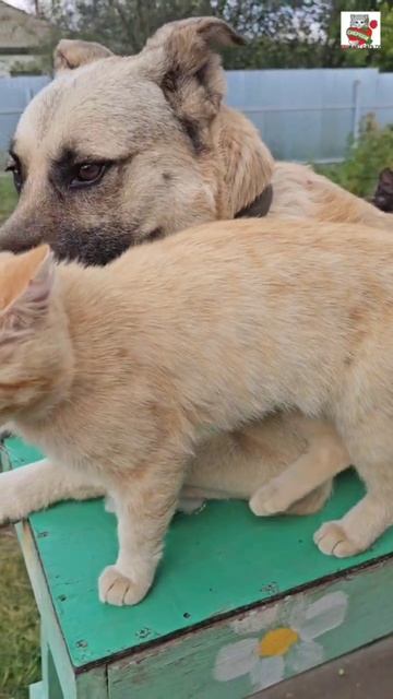 Баксик - Новый Добрый и Надёжный Друг Пискунчика 🐶❤️🐈