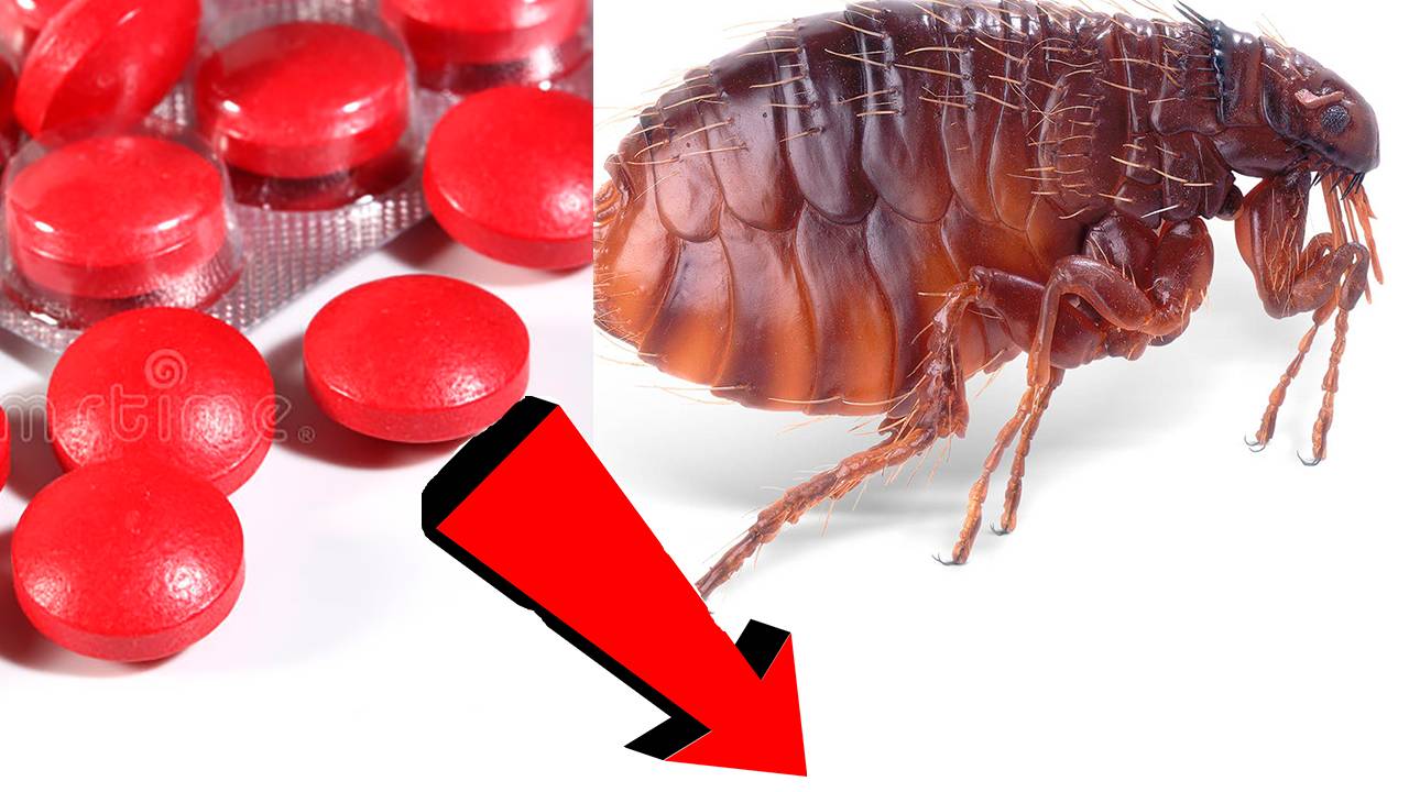 Как избавиться от блох За 5 Секунд!!!