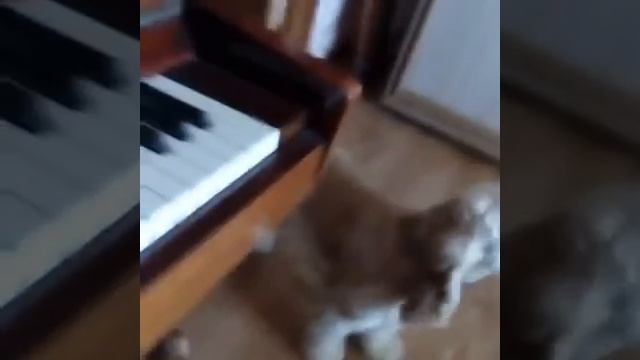 Шери решила исполнить песню