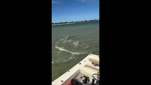 Спасите от Акулы