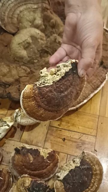 Грибы молодости - трутовик плоский и окаймлённый.