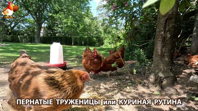 Куры несушки свободного выгула и их обычная куриная рутина – эпизод (556)